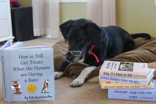 Responsible Doggo